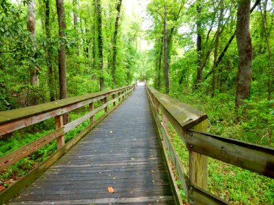 scene Clark Park +Cape Fear River Trail ncwetlands KG (3)