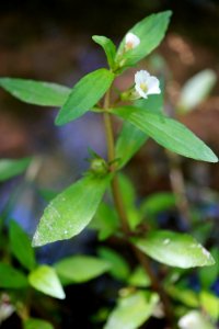 Gratiola virginiana Round-fruit Hedge-hyssop Clayton KG (1)