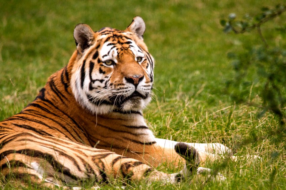 Siberian Tiger at Knuthenborg Safaripark photo