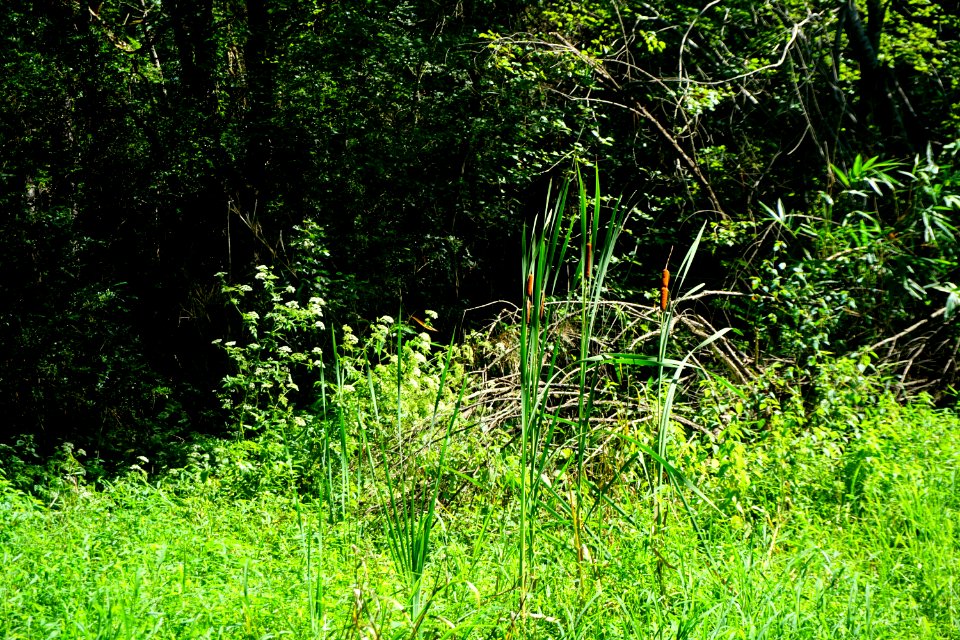 scene wetland Riverbend Park ncwetlands KG (3)