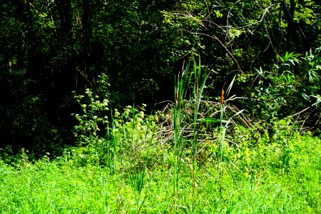 scene wetland Riverbend Park ncwetlands KG (3)
