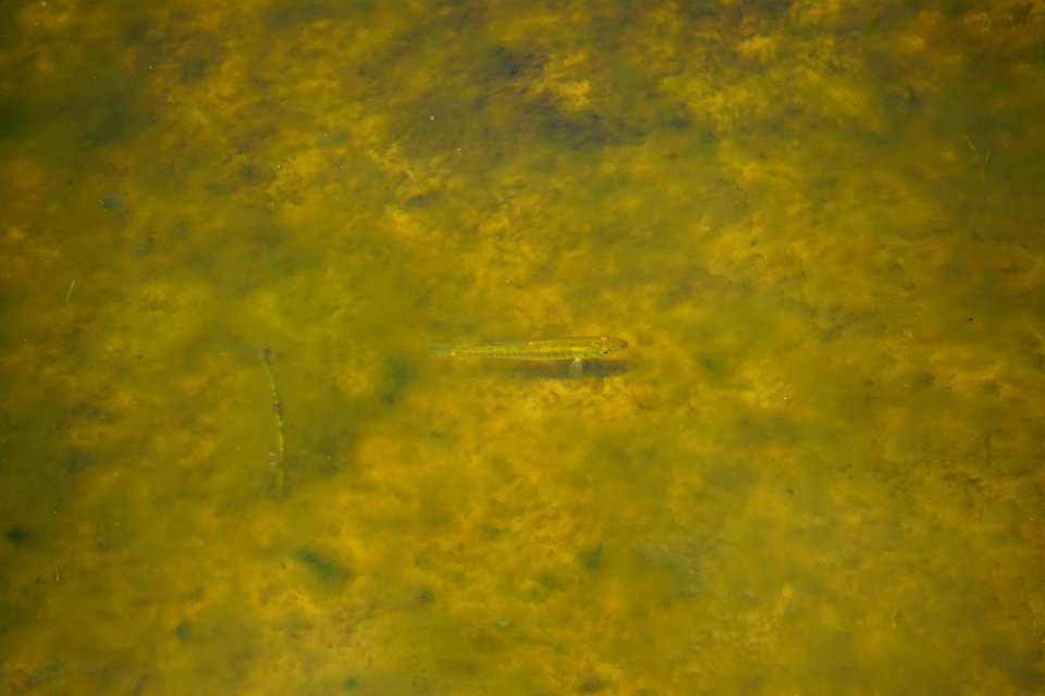 fish Lake Waccamaw State Park ncwetlands KG (42)