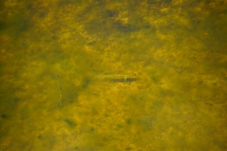 fish Lake Waccamaw State Park ncwetlands KG (42) photo