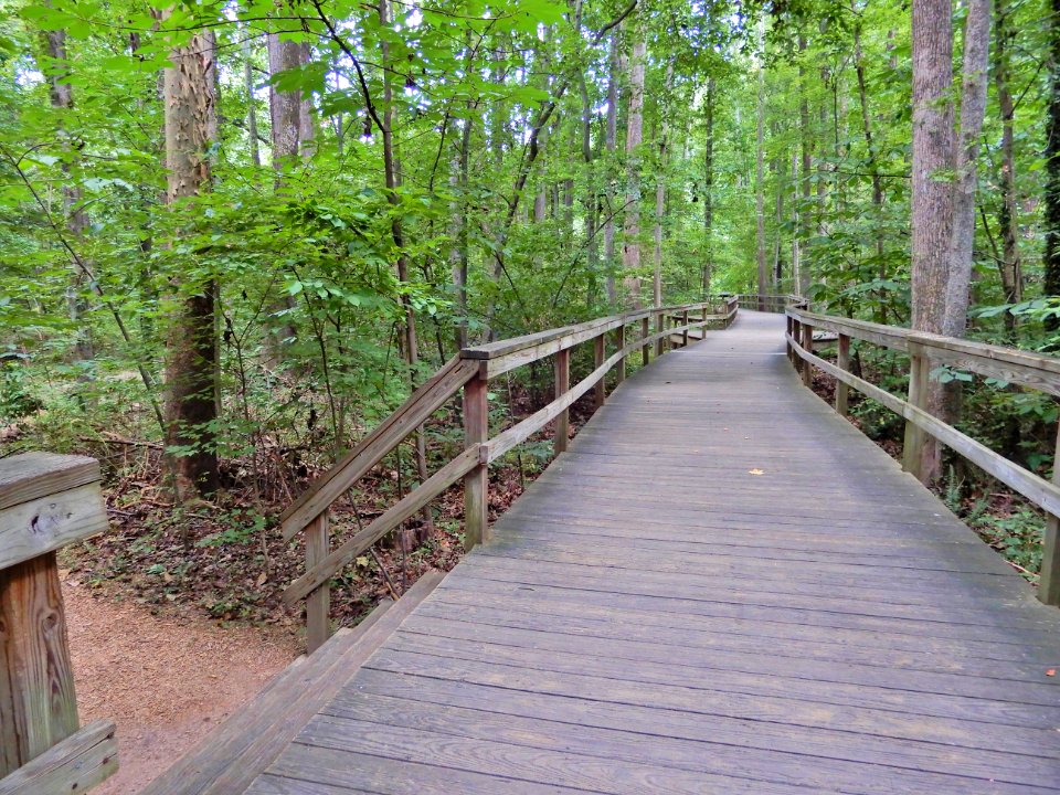 scene boardwalk Bog Garden Kristie Gianopulos (4)