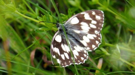 Melanargia galathea