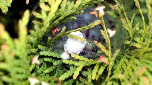 Allagelena/Agelena Cocoon