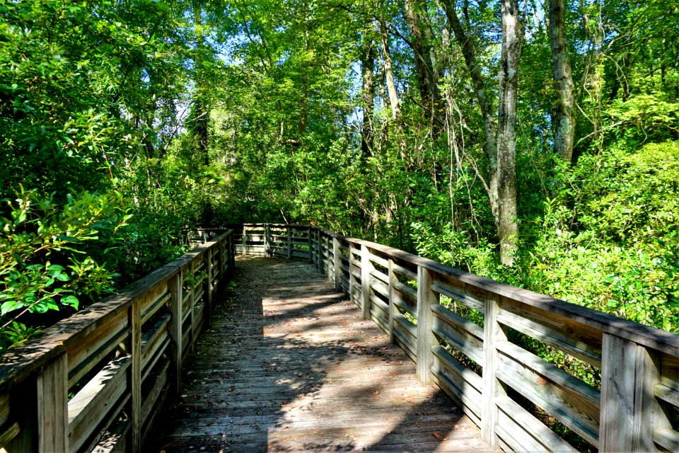 scene pocosin Lake Waccamaw State Park ncwetlands KG (66)