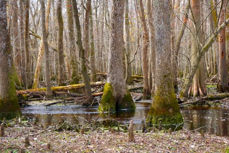 scene Bennetts Creek Merchants Millpond SP ncwetlands KG (5)