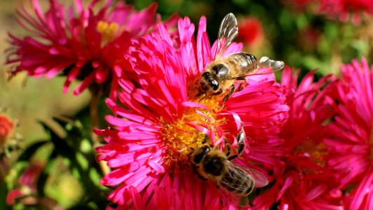 Bees on flower photo