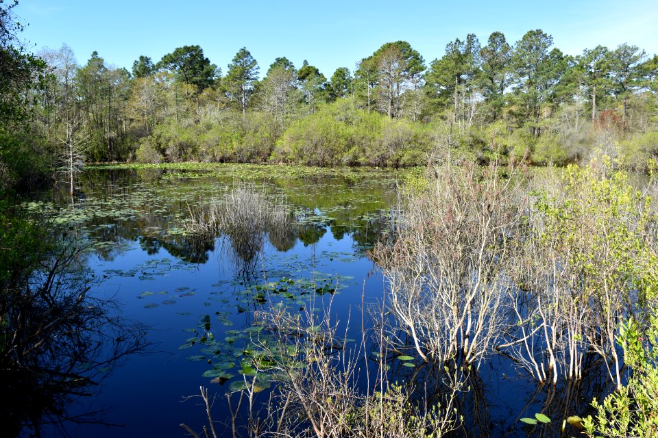 scene permanent pond Halyburton Park ncwetlands AM