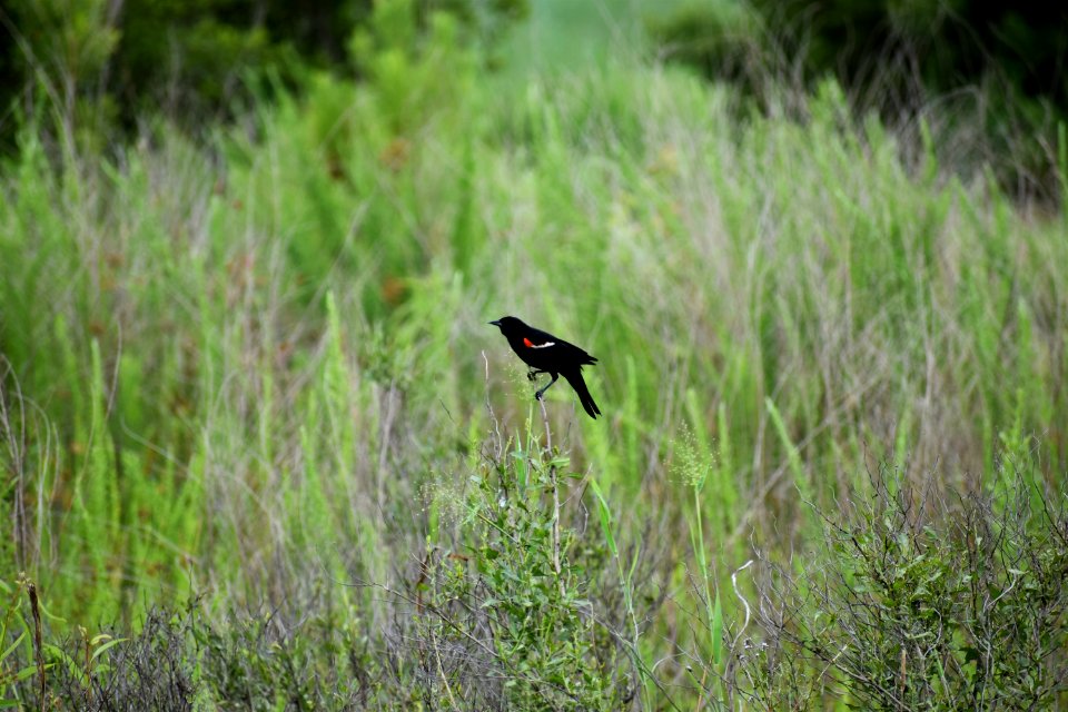 bird red winged blackbird jack smith creek wetlands ncwetlands AM (1)