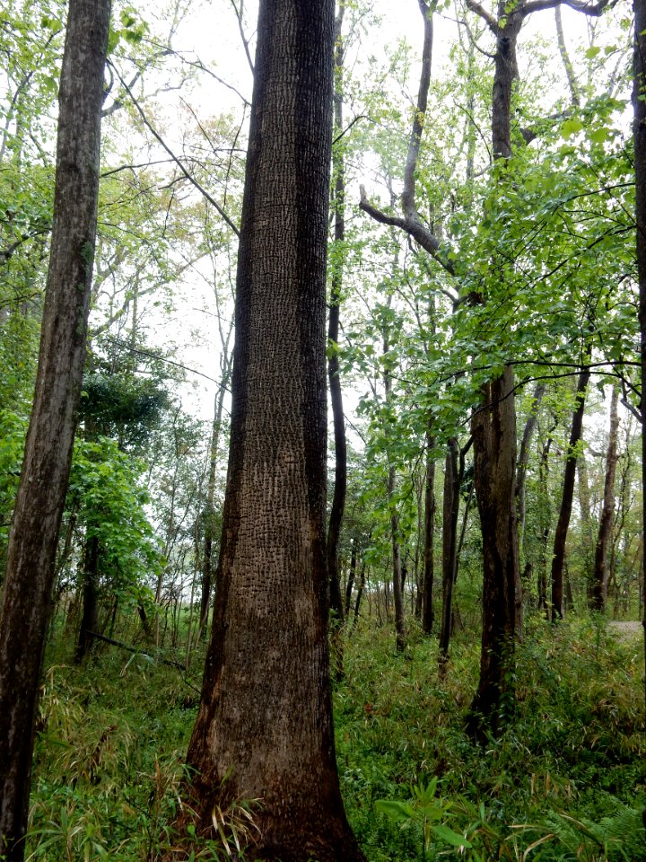 scene sapsucker tree Brunswick Riverwalk park ncwetlands KG (2)