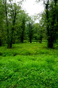 scene Jackson Park ncwetlands KG (2)