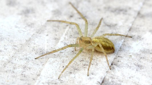 Philodromus rufus/albidus