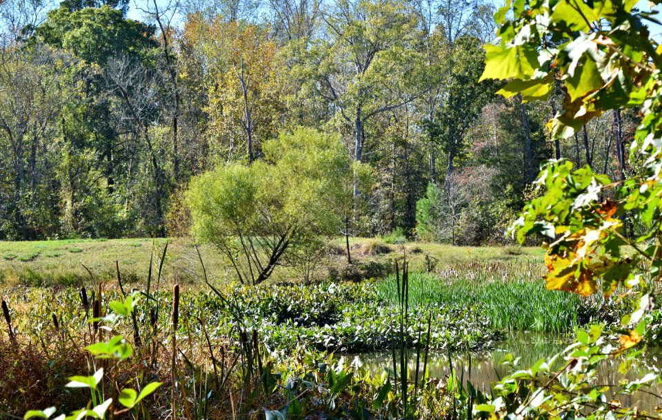 scene Duke SWAMP restoration wetland ncwetlands KG (10)