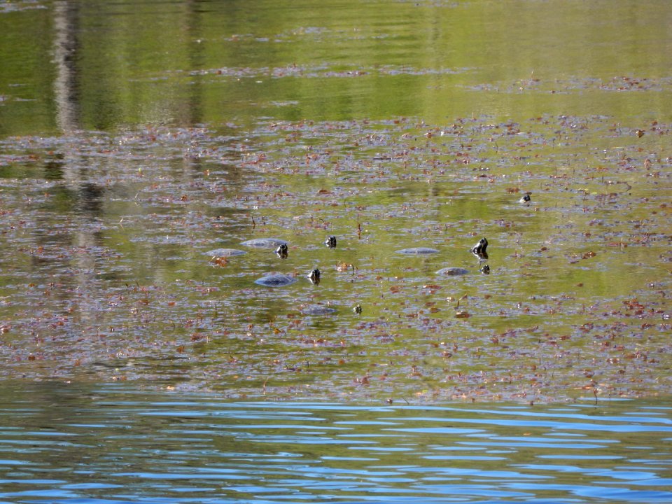 reptile turtles abbey nature preserve ncwetlands KG (6)