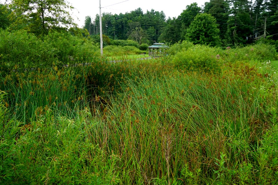 scene R Shomaker Park ncwetlands KG (5)