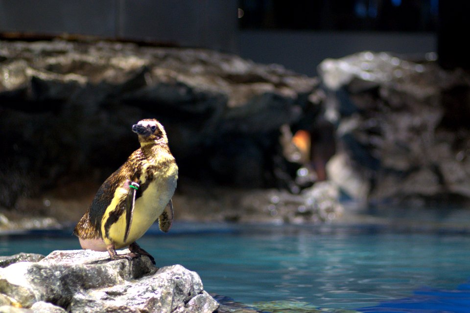 マゼランペンギン Magellanic Penguin