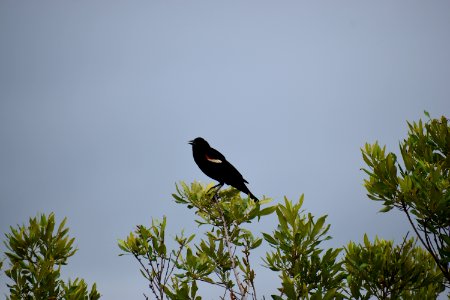 bird red winged blackbird jack smith creek wetlands ncwetlands AM (4)