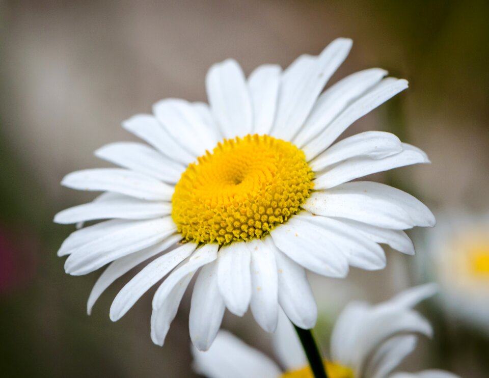 Spring floral blooming