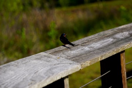 bird barn swallow James Wade park ncwetlands KG