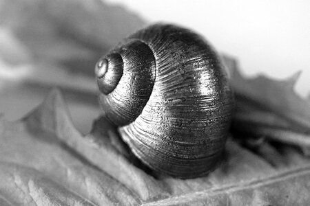 Spiral snail shell black and white photo