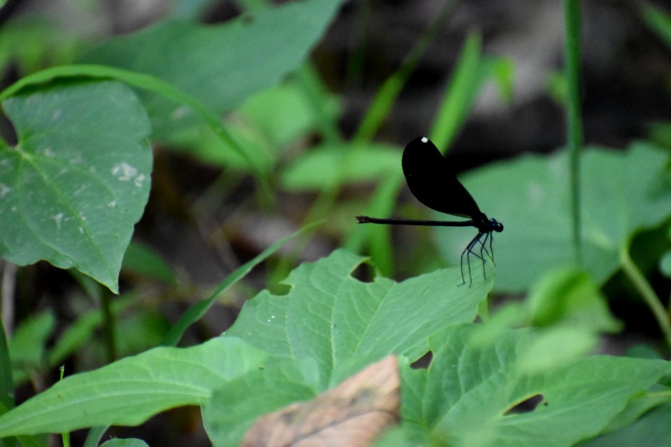 invertebrate ebony jewelwing greenway at w new hope rd goldsboro ncwetlands am (20)