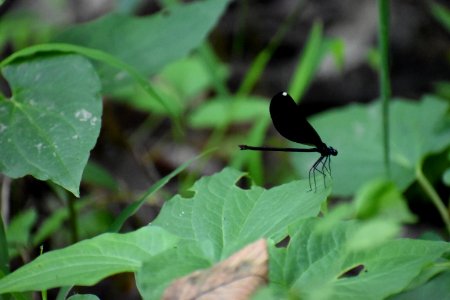 invertebrate ebony jewelwing greenway at w new hope rd goldsboro ncwetlands am (20)