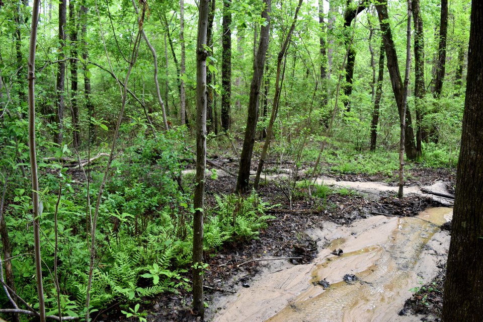 scene Clark Park ncwetlands AM (4)