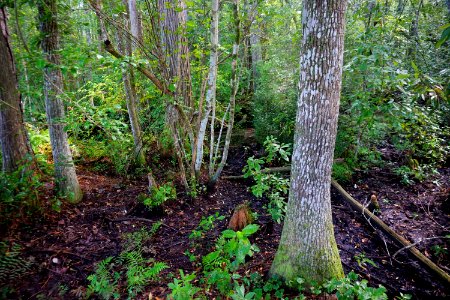 scene Juniper Creek Game Land ncwetlands KG (8)