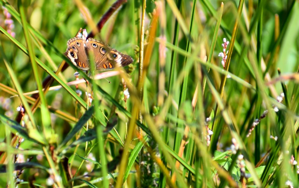 invertebrate common buckeye butterfly Buckhorn Reservoir ncwetlands AM (1)