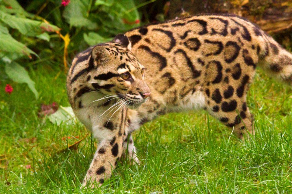 Clouded Leopard photo