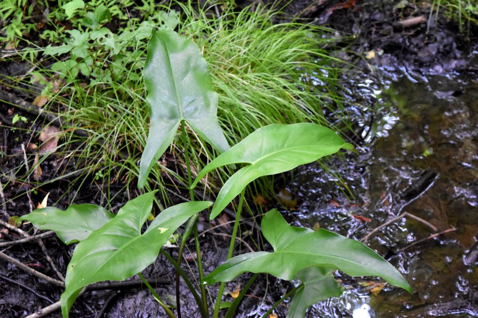 plant peltandra sp latham-whitehurst nature park ncwetlands am (10)