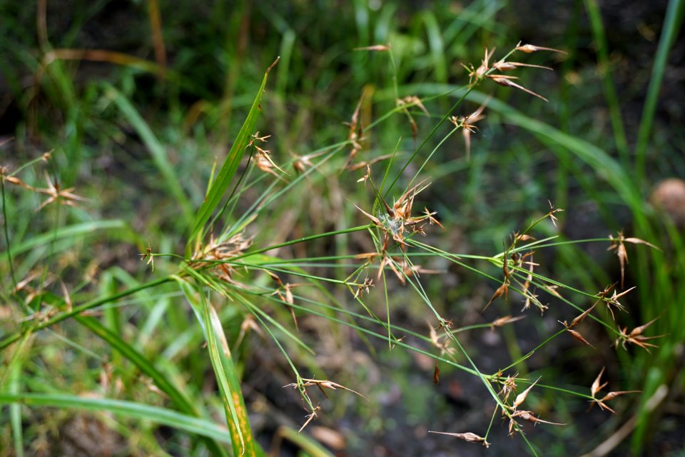 plant Carex seeds Columbus County Game Land ncwetlands KG