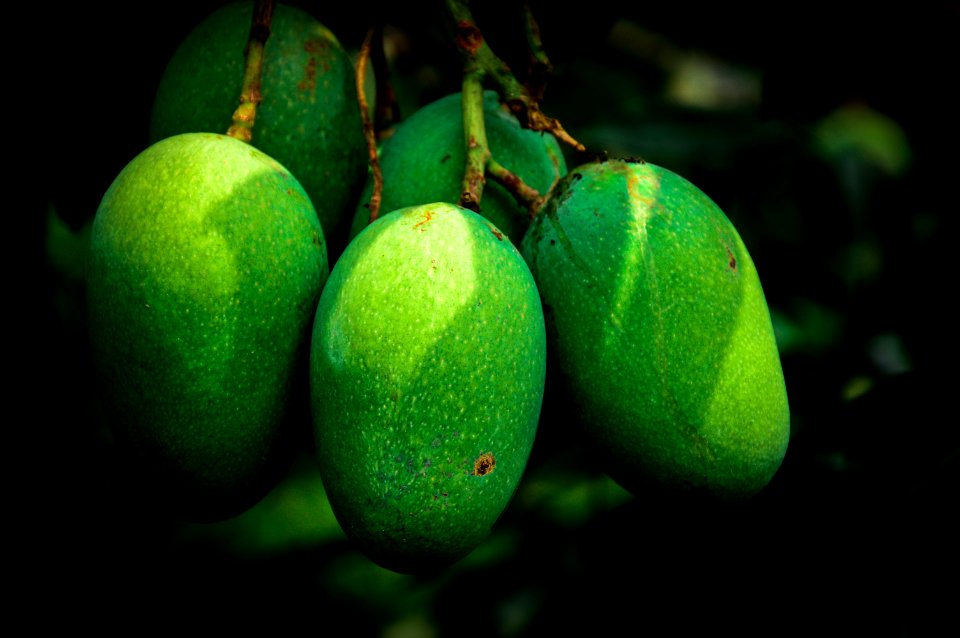 Mango bunch