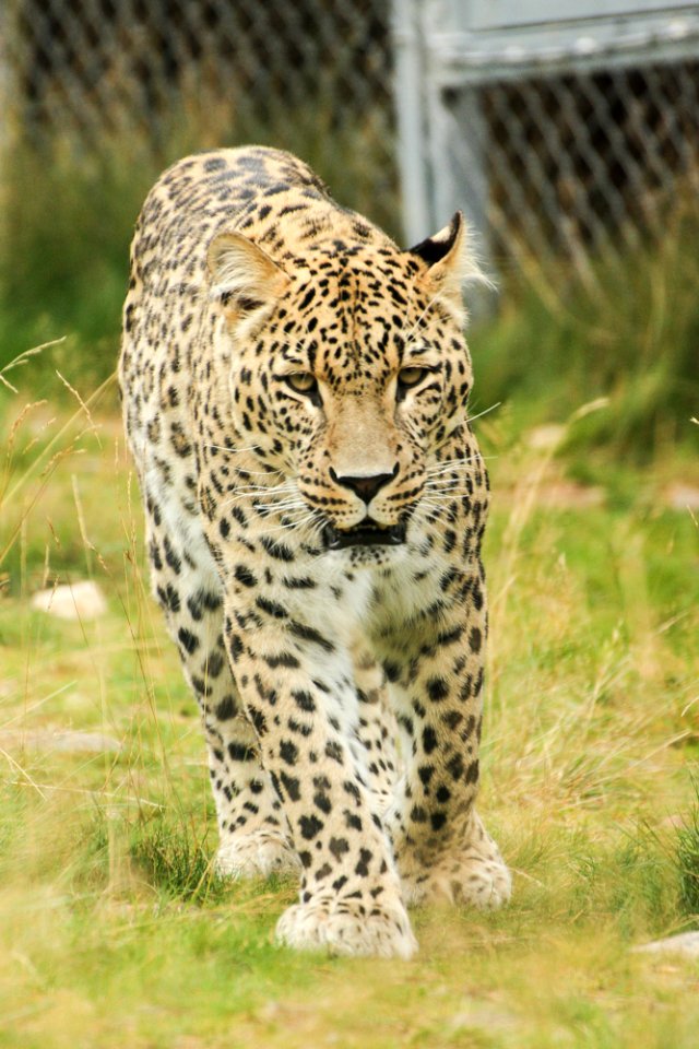 Persian Leopard at Orsa Björnpark