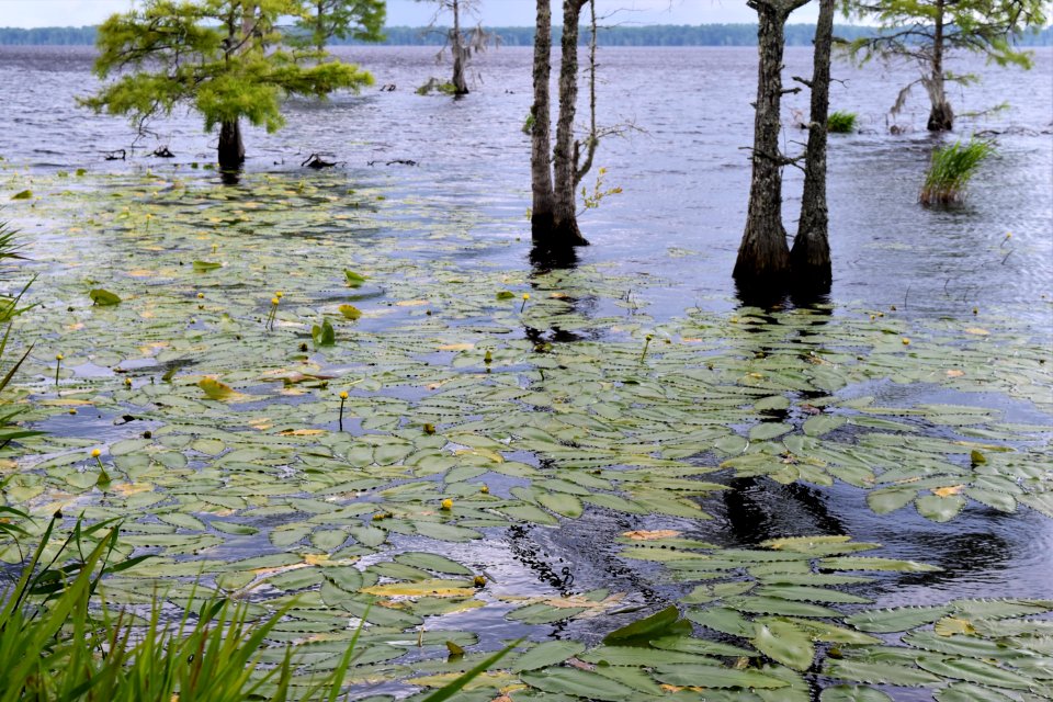 Croatan Natl Forest interior Great Lake ncwetlands AM (17)