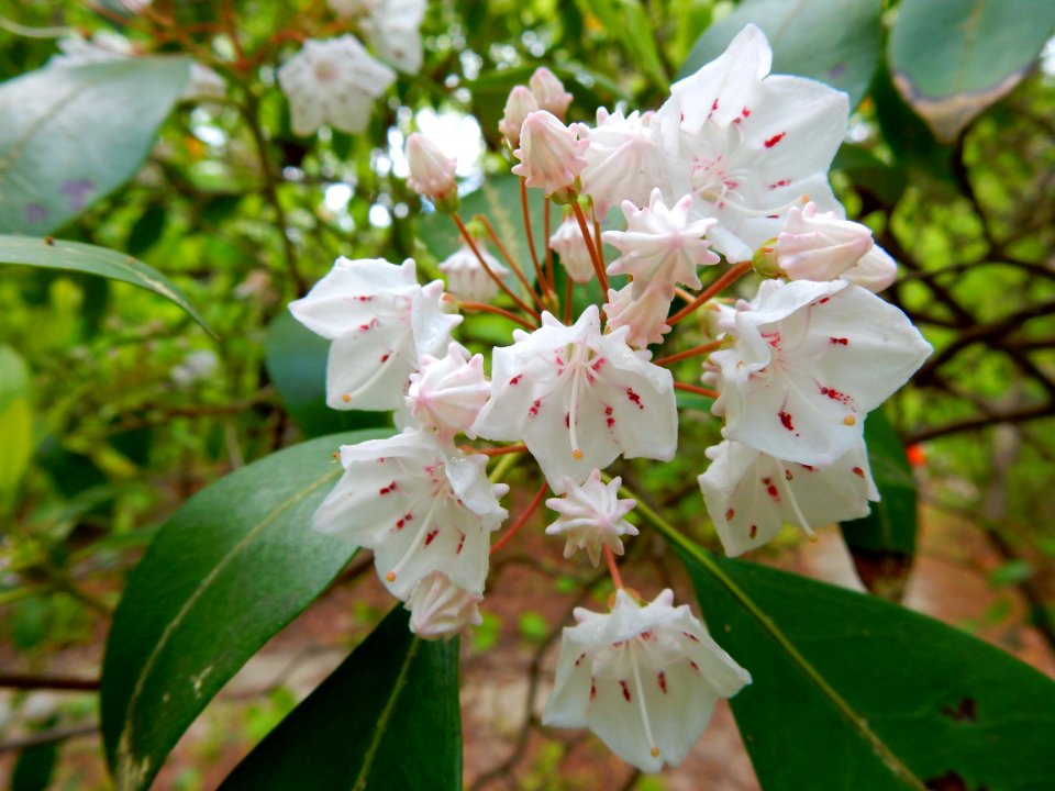 plant mountain laurel Clark Park +Cape Fear River Trail ncwetlands KG