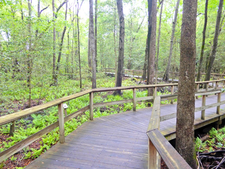 scene Lake Rim Park ncwetlands KG (11)