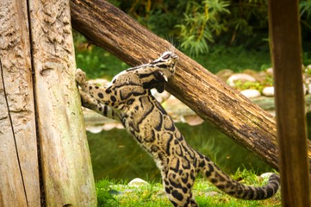 Clouded Leopard