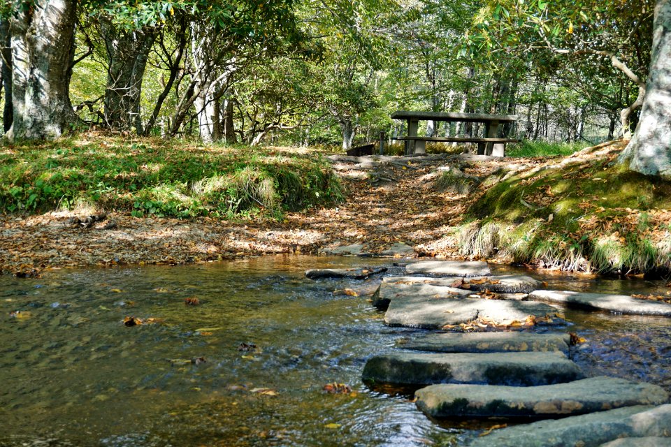 scene sims creek Boone Fork ncwetlands KG (4)