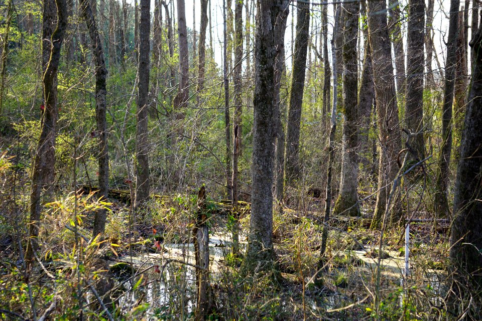scene hardwood swamp Clemmons Ed SF ncwetlands KG (5)