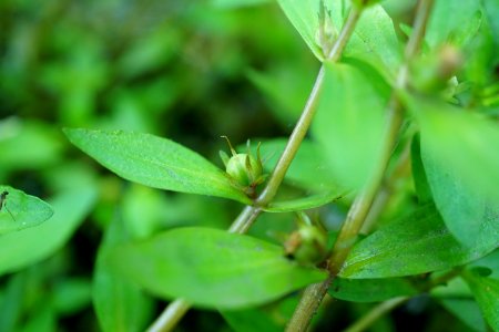Gratiola virginiana Round-fruit Hedge-hyssop Clayton KG (4)
