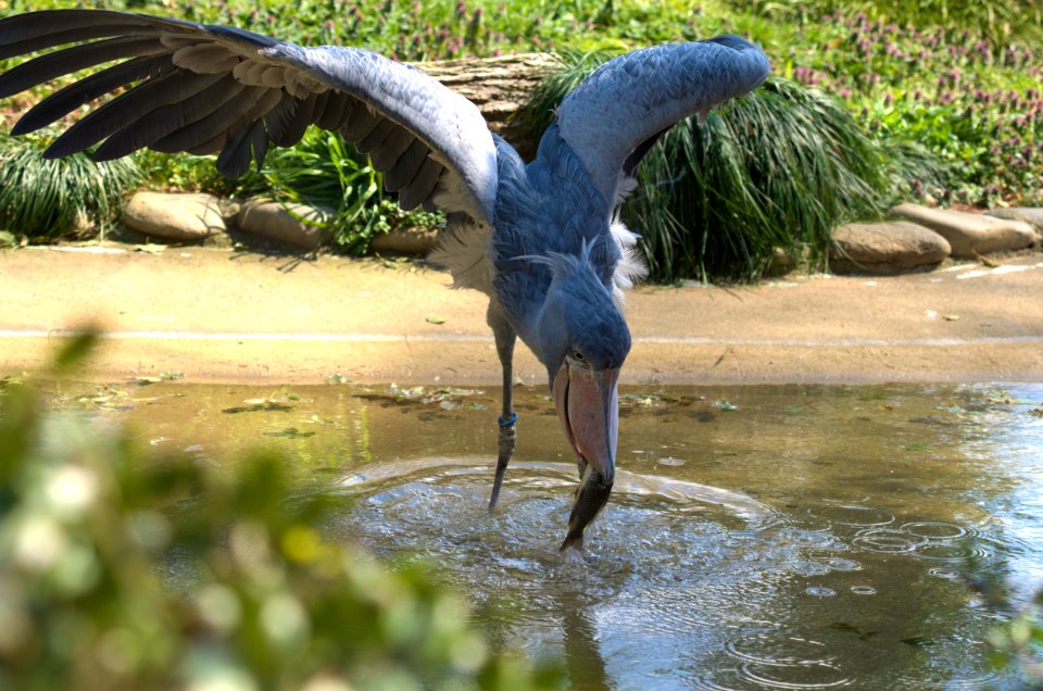 ハシビロコウ Shoebill