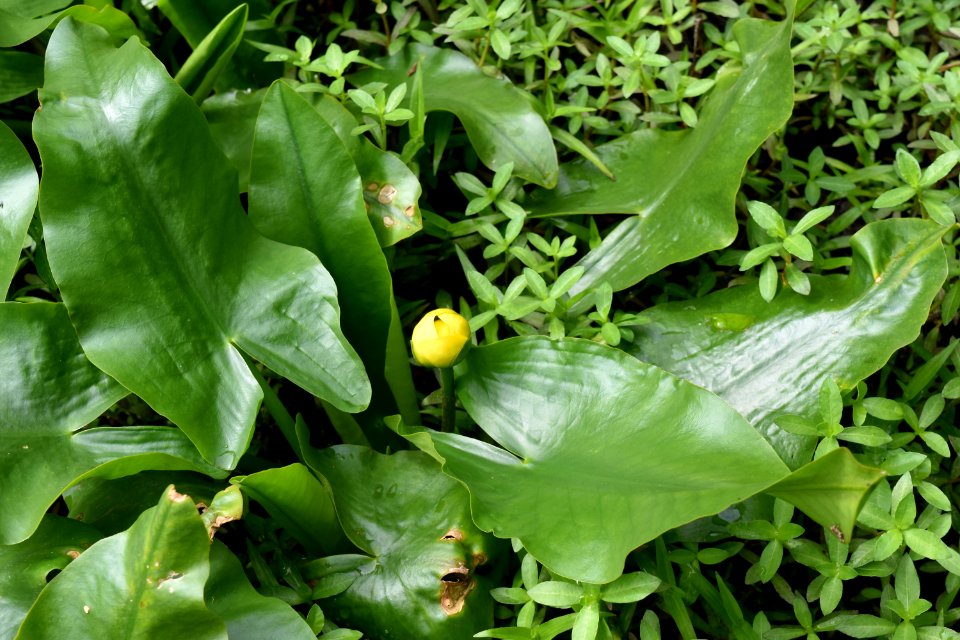 plant Peltandra Mazarick Park ncwetlands AM (11)