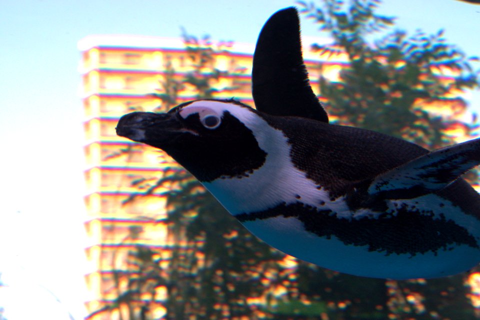 ケープペンギン African Penguin