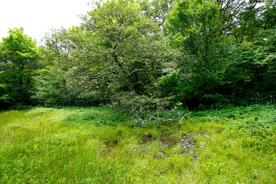 scene at fen Bluff Mountain Preserve ncwetlands KG (7)