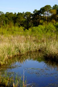 scene James Wade park ncwetlands KG (45)