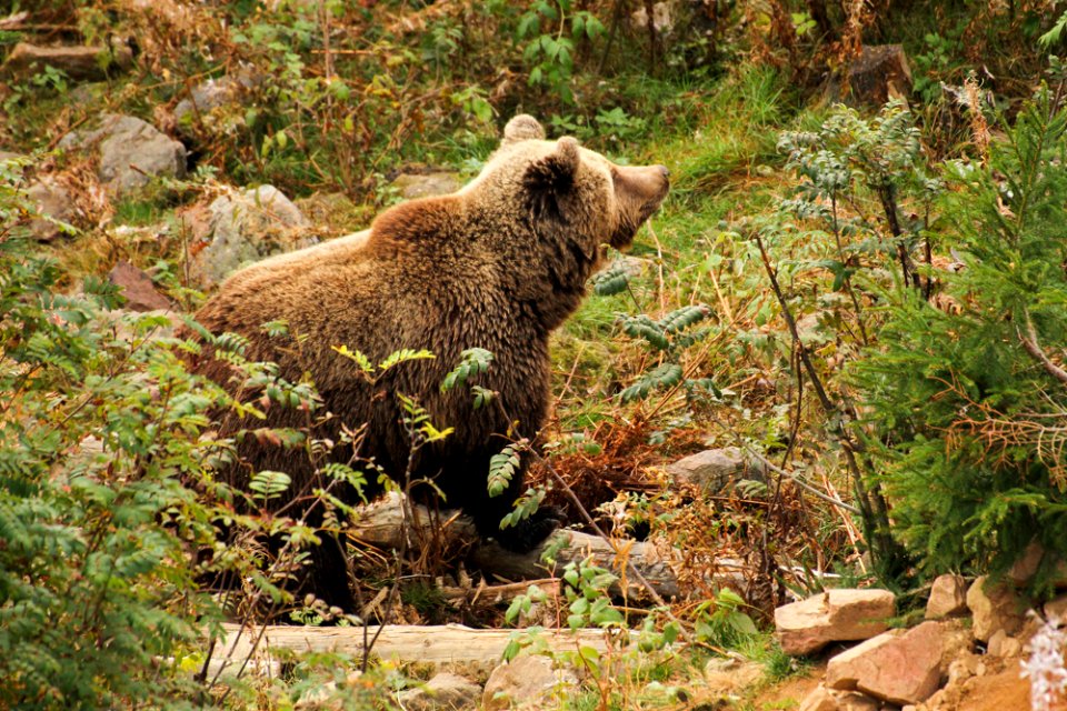 Bear at Orsa Björnpark