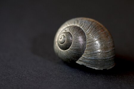 Spiral snail shell black and white photo